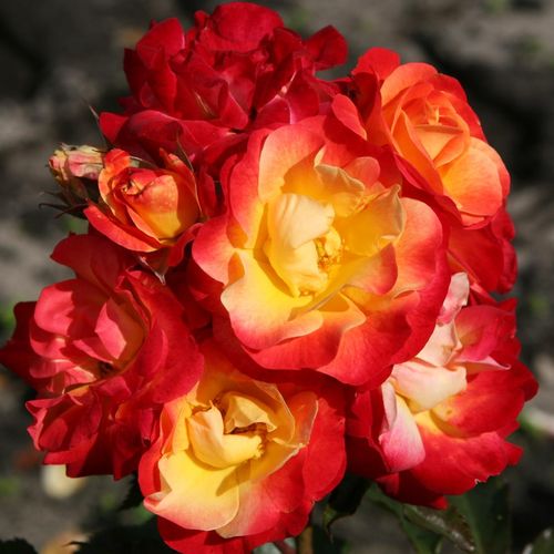 Firebird ® trandafir pentru straturi Floribunda